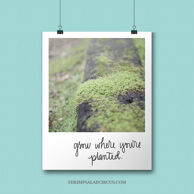 Grow Where You're Planted