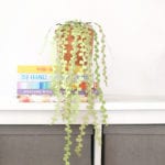 String of pearls DIY paper succulents in a terra cotta pot against a white wall